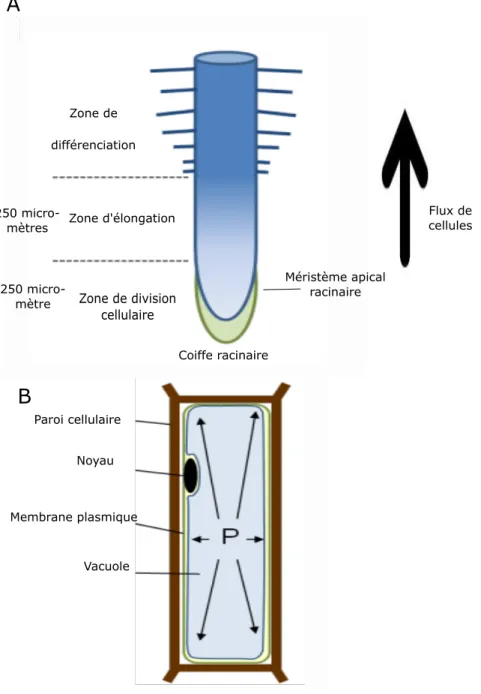Figure 1: Croissance primaire de la racine d’Arabidopsis thaliana A : Sch´ema de la zone de croissance primaire de la racine d’ Arabidopsis thaliana , B : Sch´ema d’une cellule v´eg´etale