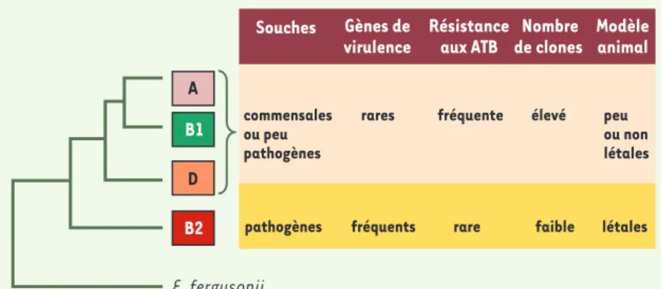Figure 1.  Relations entre les groupes phylo- phylo-génétiques, la virulence intrinsèque et  expé-rimentale et la résistance aux antibiotiques  (ATB) dans l’espèce E