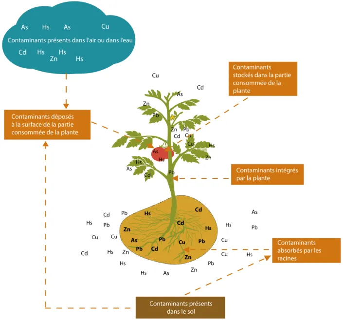 Figure 4 : Le transfert des contaminants vers la partie consommée de la plante - cas particulier des ETM