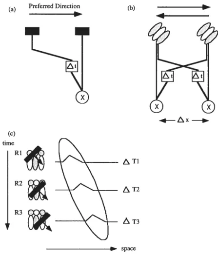 Figure J. Schematic representations of (a) the basic Reichardt motion detector, (b) the Elaborated Reichardt motion detector (ERD) and (c) the directionally selective responses of the Motion-energy model viewed in terms of a tilted receptive-field profile.