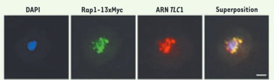 Figure 1. L’ARN TLC1 colocalise avec les télomères en phase G1 du cycle cellulaire. Colocalisation  entre l’ARN TLC1 (rouge) et la protéine télomérique Rap1-13xMyc (vert) dans une cellule de levure  sauvage en phase G1 du cycle cellulaire