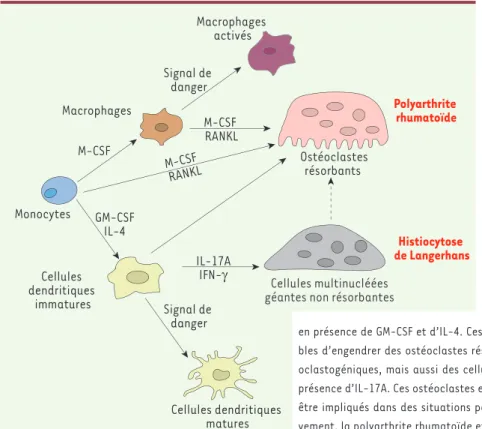 Figure 2. Plasticité au sein de la lignée  myéloïde. Les monocytes ont la capacité de  se différencier en macrophages en présence  de M-CSF, en ostéoclastes en réponse aux  cytokines ostéoclastogéniques M-CSF et  RANKL et en cellules dendritiques myéloïdes