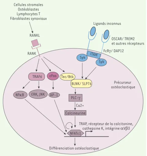 Figure 3.  Intégration des voies RANK et ITAM  par les protéines kinase Btk et Tec.  L’osté-oclastogenèse est stimulée par les  ostéo-blastes, les lymphocytes T, les  fibroblas-tes synoviaux et les cellules stromales de la  moelle osseuse qui fournissent l