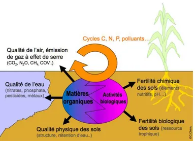 Figure 2-9. Les matières organiques ont des fonctions diverses dans les sols,  dont elles affectent les propriétés