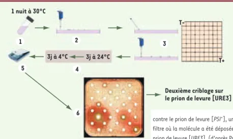 Figure 1. Principe du test de criblage pour la recher- recher-che de molécules anti-prions