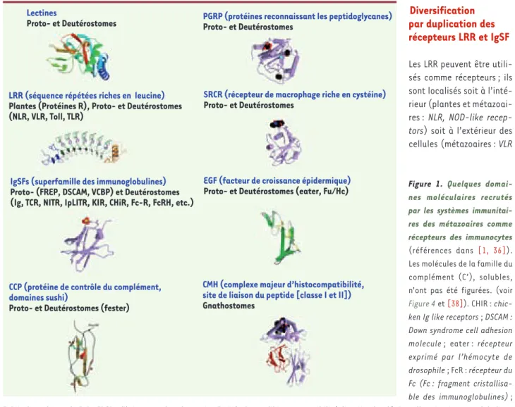 Figure 1.  Quelques domai- domai-nes moléculaires recrutés  par les systèmes  immunitai-res des métazoaiimmunitai-res comme  récepteurs des immunocytes  (références dans [1, 36])