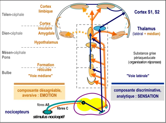 Figure 3. Représentation schématique de l’organisation des voies et des centres de traitement des signaux   de la douleur (chez les primates)