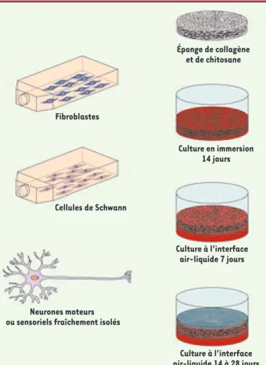 Figure 1.  Le modèle d’étude de la migration axonale des  neurones moteurs en trois dimensions