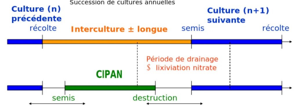 Figure 1. Représentation schématique de l’interculture dans une succession de cultures annuelles (en haut)   et de l’implantation de culture intermédiaire durant cette période (en bas)