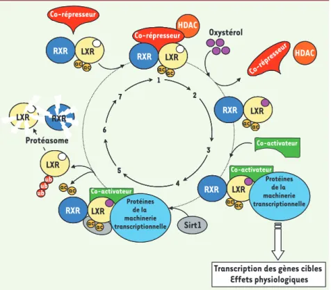 Figure 1. Représentation schématique du cycle  d’activation/inhibition de l’hétérodimère  RXR-LXR