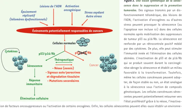 Figure 3.  Une vision synthétique de la sénes- sénes-cence dans la suppression et la promotion  tumorales