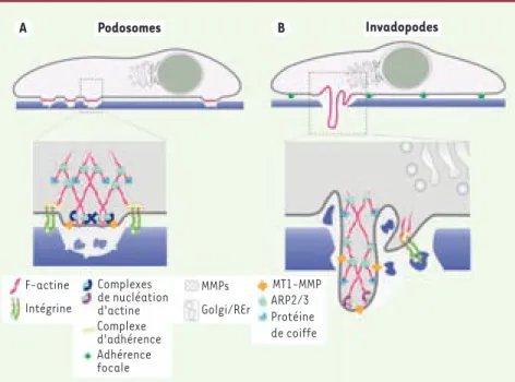 Figure 3. Proposition de représentation schéma- schéma-tique d’un podosome de cellule monocytaire (A)  et d’un invadopode de cellule transformée (B)  mettant en évidence similitudes et différences  entre les deux types de structures