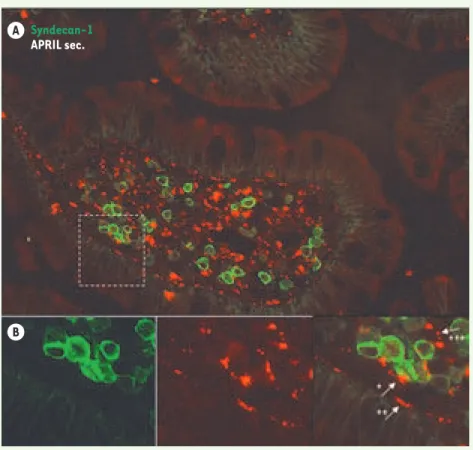 Figure 2.  Des niches riches en APRIL dans les  muqueuses. A. Un double marquage syndécan-1  (vert) et APRIL sécrétée (rouge) dans les villi  de la lamina propria montre la colocalisation  d’APRIL sécrétée et de plasmocytes exprimant  le syndécan-1