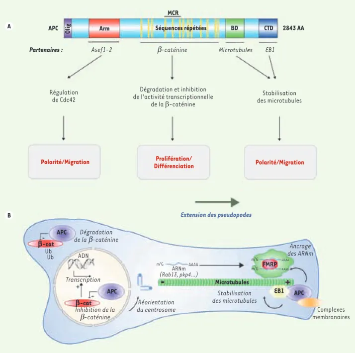 Figure 1. APC coordonne la prolifération et la migration des cellules. A. Représentation schématique de la protéine oncosuppressive APC (adeno- (adeno-matous polyposis coli)