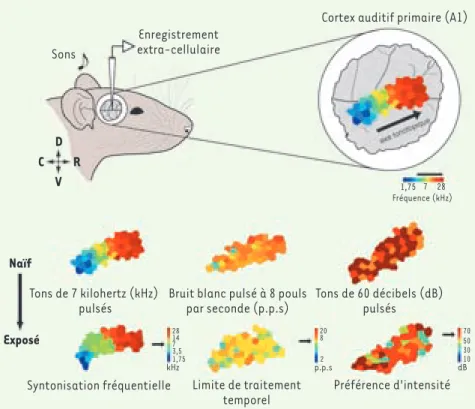 Figure 1. Plasticité durant la période critique  dans le cortex auditif primaire (A1) du rat