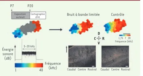 Figure 2. Manipulation de la période critique  d’A1 par l’expérience sensorielle. Une  exposi-tion durant la PC à un bruit aléatoire continu  brouillant l’environnement auditif dans la  par-tie médiane du spectre auditif du rat (5-20  kilohertz) résulte en