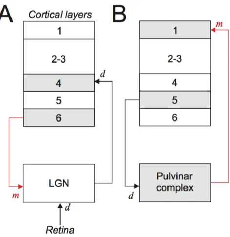 Figure 2:  A. Established organization of the retino-geniculo-cortical pathway and working  model of the pulvino-cortical pathway