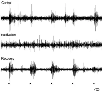 Figure 3: An illustration of the inhibitory effect of the injection of GABA (300 µM) on multi- multi-unit activity in the superior colliculus, arrows indicate flash onset