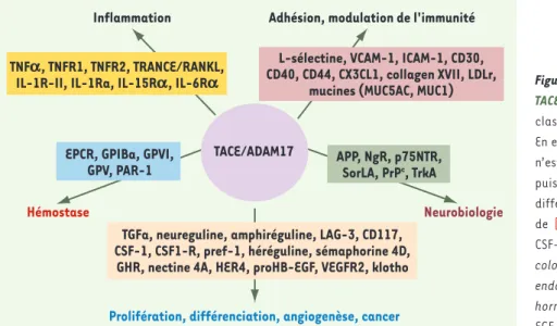 Figure 1.  Les différents substrats clivés par  TACE/ADAM17 et leurs rôles biologiques
