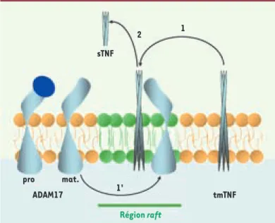 Figure 3. Représentation schématique hypothétique de la régula- régula-tion du clivage du TNF par ADAM17 par compartimentarégula-tion dans  les radeaux lipidiques