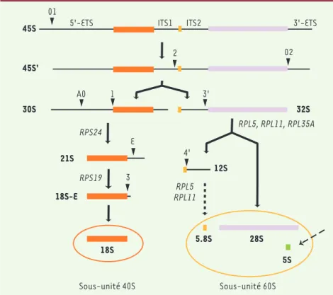 Figure 1. Maturation du pré-ARN ribosomique  chez l’homme. La transcription des gènes  ribo-somiques par l’ARN polymérase I conduit à la  synthèse d’un ARN précurseur dans lequel les  portions d’ARN ribosomique 18S, 5.8S, et 28S  sont incluses
