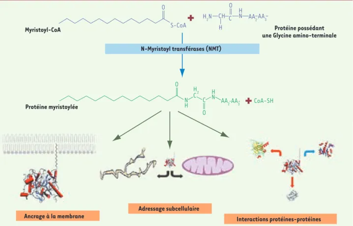 Figure 3.  Mécanismes d’activation de la  synthase de monoxyde d’azote endothéliale  (eNOS) par l’acide myristique