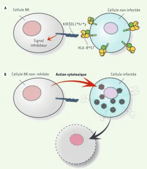 Figure 1.  Modèle d’action de KIR3DL1*h/*y  et HLA-B*57 contre le VIH. Lorsqu’une cellule  n’est pas infectée (A), le niveau de HLA-B*57  exprimé à la surface est normal, ce qui permet  une forte interaction avec KIR3DL1*h/*y à la  surface des cellules NK