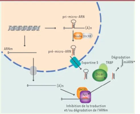 Figure 1. Biogenèse des micro-ARN. Les miARN  sont synthétisés presque exclusivement par  l’ARN polymérase II sous la forme de longs  précurseurs appelés pri-micro-ARN