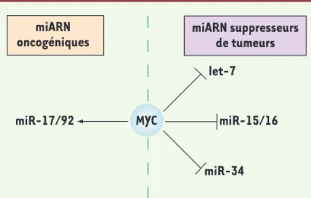 Figure 3.  c-Myc régule l’expression de plusieurs miARN impliqués dans des  cancers.  Les données récentes montrent que c-Myc induit la transcription de  miARN oncogéniques, comme miR-17-92 (flèche noire) et réprime l’expression  de miARN suppresseurs de t
