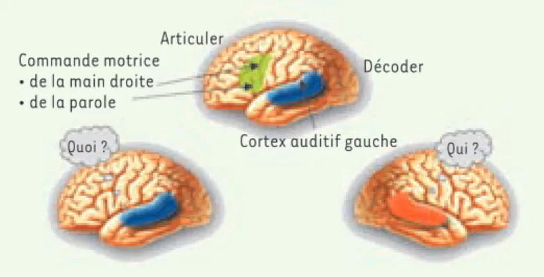 Figure 3. La spécialisation hémisphérique gauche pour le lan- lan-gage proviendrait du couplage entre la dominance gauche pour  le traitement des événements acoustiques rapides (à l'origine  de la perception du « quoi » dans la parole) et la gestuelle de  