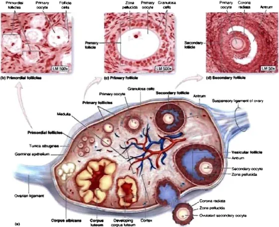 Figure 1:  structure of the ovary and the formation of follicles 