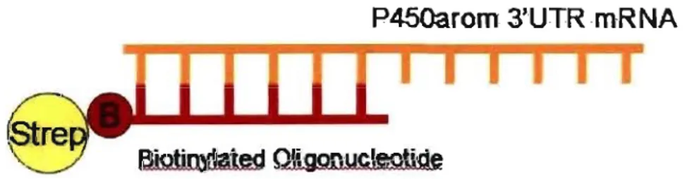 Fig. 8a:  Biotinylated Oligonucleotide Capture 