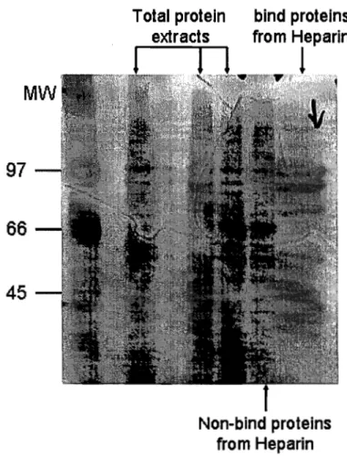 Fig  Il. Total  GC  protein  extracts  were  incubated  with  heparin-agarose  beads,  and  eluted  from  by  elution  buffer  (contain  O.5M  KCL)