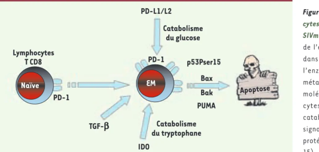 Figure 2.  Mécanismes de mort des lympho- lympho-cytes T CD8 au cours de l’infection par le  SIVmac