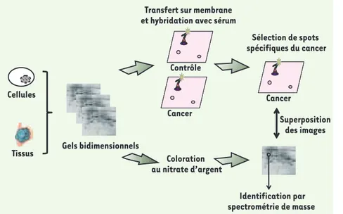 Figure 2. Principe de l’approche SERPA. Cette  approche consiste à séparer en parallèle des  quantités équivalentes de protéines issues  de cultures cellulaires ou de tumeurs sur  trois gels 2-DE