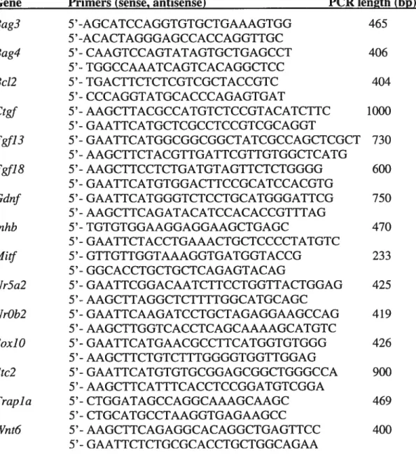 Table 1. List of selected genes and respective primer oligomers used to confirm expression in pre-Sertoli ceil transcriptome via RT-PCR amplification