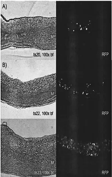 Figure 1. Onset of ceil fluorescence within the male genital ridge via the HybSRY promoter-RFP transgene