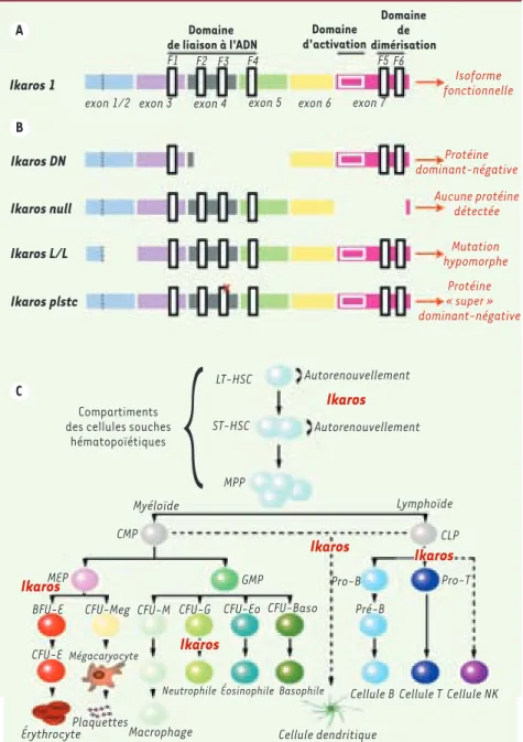 Figure 1.  Mutations d’Ikaros et stades héma- héma-topoïétiques impliquant Ikaros dans le modèle  murin