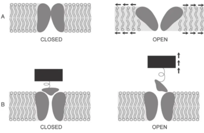 Figure 4 : Deux mécanismes proposés pour l’ouverture des canaux mécanosensibles. (A)  L’état ouvert du canal (permettant le passage des ions à travers la membrane) est favorisé par une  augmentation de la tension de la membrane plasmique qui change la forc