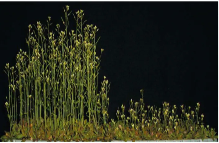 Figure 6 : Effet de touchers répétés sur la croissance longitudinale des hampes florales d’A