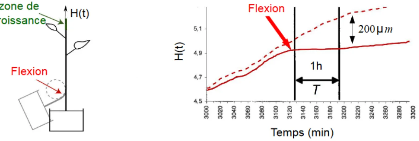 Figure  7  :  Evolution  temporelle  de  la  croissance  en  réponse  à  une  flexion  transitoire  appliquée à la base de la tige (flèche rouge), loin de la zone de croissance (vert)