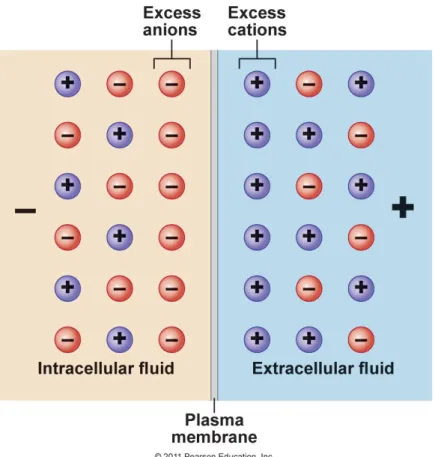 Figure 11 : Le potentiel de membrane résulte d’une distribution inégale des ions de part et  d’autre de la membrane plasmique