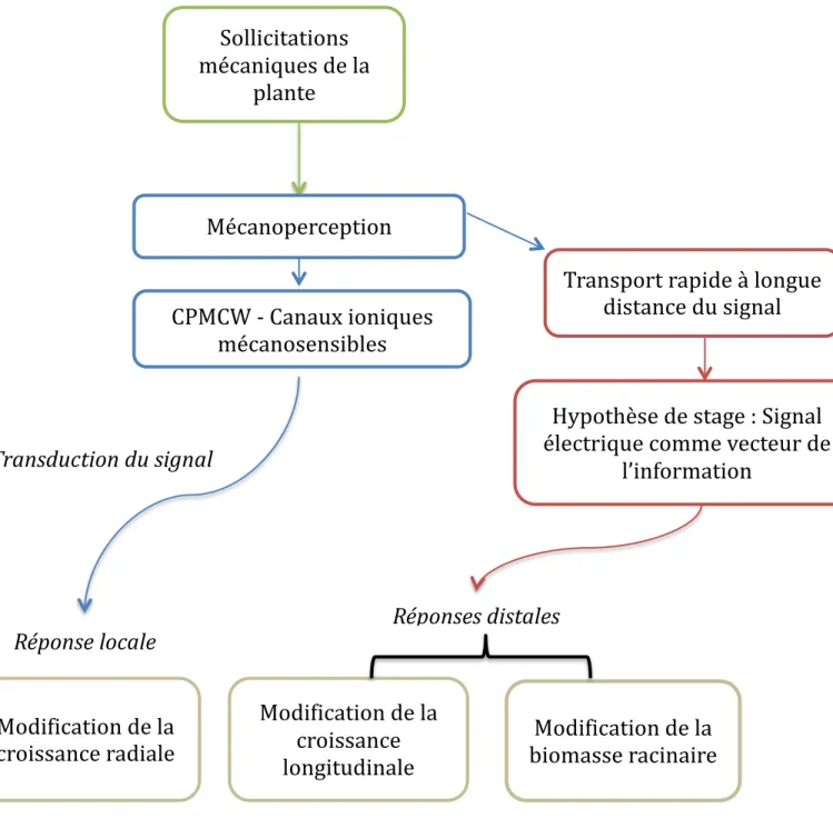 Figure 13 : Schéma récapitulatif de la synthèse bibliographique. 