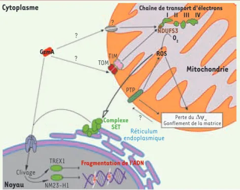 Figure 1.  Mécanismes d'induction de la mort  cellulaire par Granzyme A. Dans le cytosol de  la cellule cible GzmA est transporté dans la  matrice mitochondriale probablement par le  complexe TIM/TOM