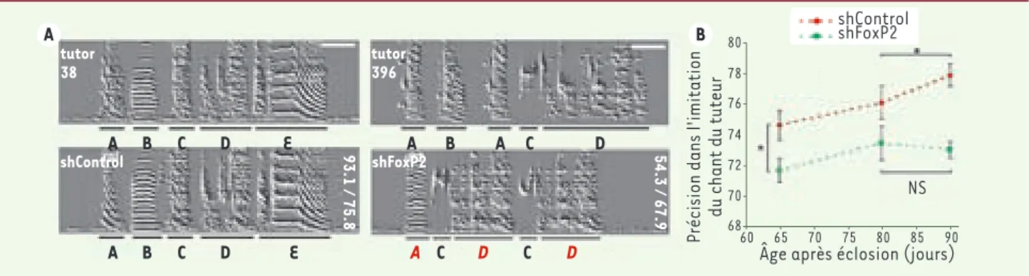 Figure 1. Défauts d’apprentissage du chant chez des oiseaux juvéniles dont l’expression de FoxP2 est bloquée dans l’aire X