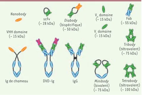 Figure 2. Quelques constructions ou fragments  d’anticorps en essais cliniques ou susceptibles  d’être utilisés en clinique.