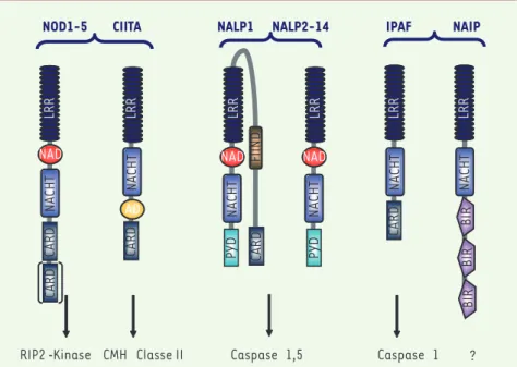 Figure 1. Récepteurs intracellulaires du système immunitaire inné. Les Nod-like receptors (NLR)  font partie de la famille des récepteurs intracellulaires de l’immunité innée