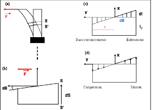 Figure 2 : Analyse mécanique de la flexion d’une poutre. 
