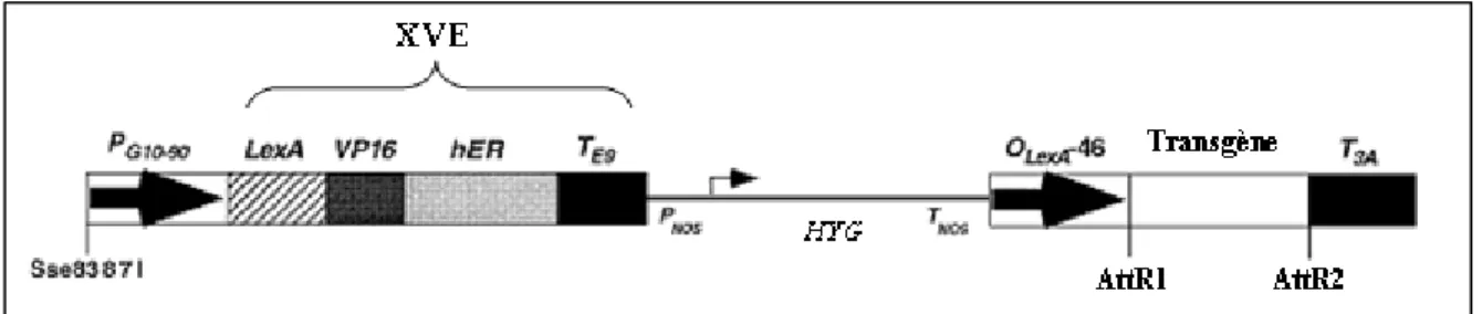 Figure 10: Schéma de la cassette de surexpression du vecteur PMDC7 (d’après Zuo et  al., 2000) 