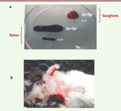 Figure 5.  Traitement par l’As 2 O 3  des atteintes cutanées de type lupique des   souris  MRL/lpr